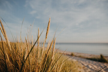 grass on the beach