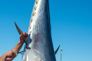 The fin of a large Atlantic bluefin tuna hanging by a rope after being freshly caught in saltwater. The chef has his hand around the fin and is using a large knife to cut and clean the tuna fish. 