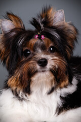 Biewer Yorkshire Terrier on colored backgrounds