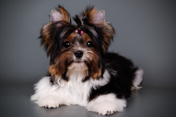 Biewer Yorkshire Terrier on colored backgrounds