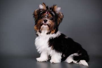 Biewer Yorkshire Terrier on colored backgrounds