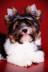 Biewer Yorkshire Terrier on colored backgrounds