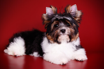 Biewer Yorkshire Terrier on colored backgrounds