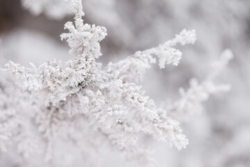 Frosty branches in hoarfrost. Winter mood. Frosty morning. Beauty of winter