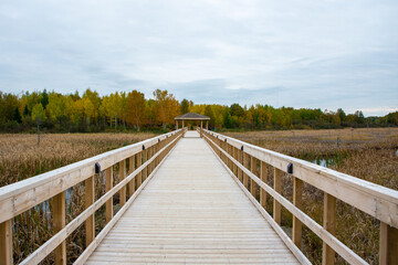 Fototapeta na wymiar A wide worn wooden boardwalk with high yellow and green grass reeds on both sides of a swamp. The sky is blue with lots of thick clouds. There are tall green evergreen trees off in the distance.