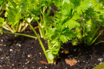 A closeup of orange, yellow, and purple carrot, root vegetable, growing in rich soil with rocks. The organic growing carrots have green leafy stalks. The thin stems are vibrant and firm. 