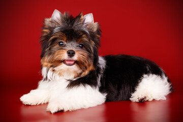 Biewer Yorkshire Terrier on colored backgrounds