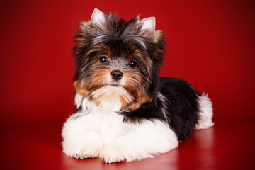 Biewer Yorkshire Terrier on colored backgrounds