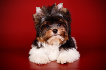 Biewer Yorkshire Terrier on colored backgrounds