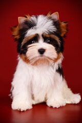 Biewer Yorkshire Terrier on colored backgrounds