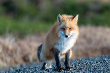 A closeup of a large adult red fox stretches its hind legs as it prepares to walk along a gravel...