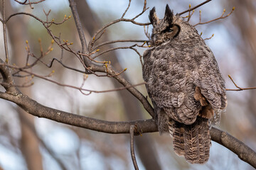 A wild great horned owl perched in a tree without leaves. The brown, black, and white color feathers on the bird of prey are camouflaged in the forest. The tiger owl is staring backward with eyes.
