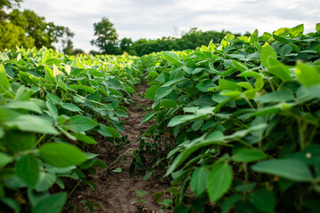 Fototapeta na wymiar Glycine max, soybean, soya bean sprout growing soybeans on an industrial scale. Products for vegetarians. Agricultural soy plantation on sunny day. untreated field with weeds. Soft focus