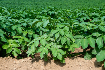 Drills or rows of organic potatoes growing in a farmer's garden. There are trees growing in a wooden area in the background.  The plants are tall, rich green with lots of leaves. The brown soil is dry