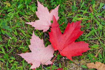 Three vibrant dead single red maple leaves laying on green grass. Two leaves are bottom upward and one is front facing. The ground is covered in green grass and weeds.