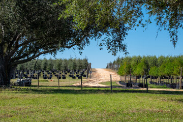 Rows of a variety of deciduous trees in black colored pots under the blue sky. There are orange, grape, ash, The large tree farm has hills and valleys with a wire fence surrounding the property.