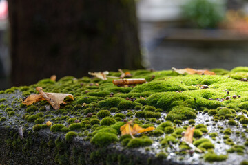 The top of a concrete gate post with small vibrant green moss spores. There are small yellow autumn leaves curled and dried on the soft moss as the sun shines on the plant.