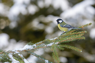 Kohlmeise im Schnee