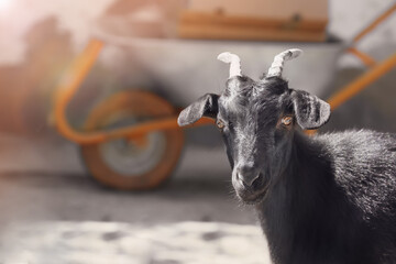 Cute black goat on farm