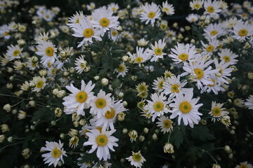 Close-up of the chamomile flower garden- used to make chamomile tea or medicine to help sleep and digestion. Wild daisy flowers growing on meadow