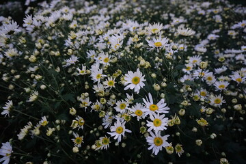Close-up of the chamomile flower garden- used to make chamomile tea or medicine to help sleep and digestion. Wild daisy flowers growing on meadow
