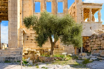 Gordijnen Athena's Sacred Olive Tree alongside the Erechtheion near the Parthenon on Acropolis Hill in Athens, Greece. © Kirk Fisher