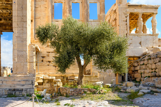 Athena's Sacred Olive Tree alongside the Erechtheion near the Parthenon on Acropolis Hill in Athens, Greece.