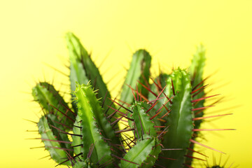 Fresh cactus on color background, closeup