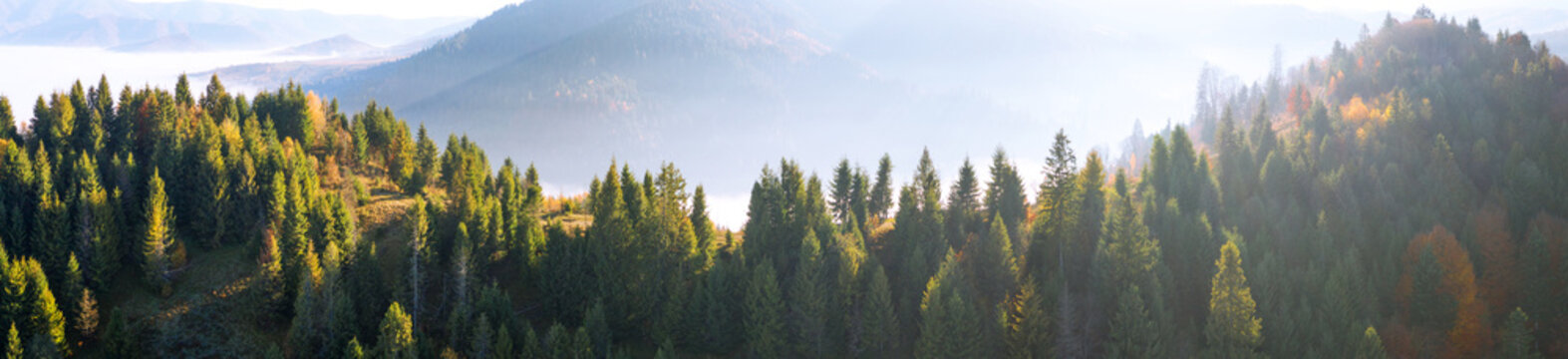 Autumn deciduous forest top view, natural background or texture.