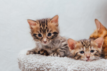 Young cute bengal cat laying on a soft cat's shelf of a cat's house.
