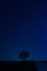 Naklejka premium 春の雪解けの丘とオリオン座 