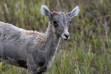 Baby Bighorn Sheep Looking Scraggily in Summer