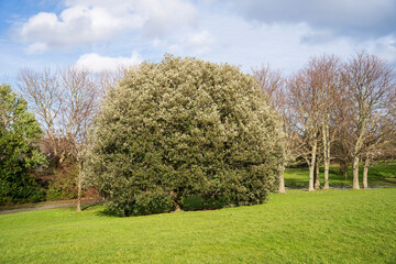 blooming tree