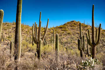 Cacti dot the mountain slopes in Saguro National Park