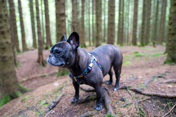 american staffordshire terrier