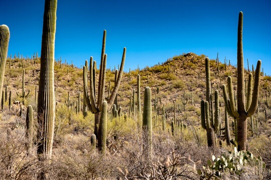 Cacti dot the mountain slopes in Saguro National Park © kellyvandellen