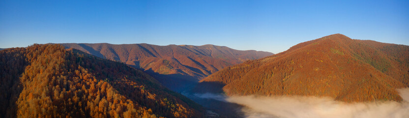 Autumn deciduous forest top view, natural background or texture.