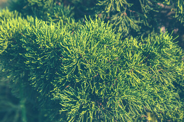 Close Up, Fresh Green leaves of Juniper, fir. Juniperus Chinensis, dragon pine, the beauty of nature background, texture of the juniper branches.