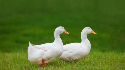 Two white ducks walking in the meadow