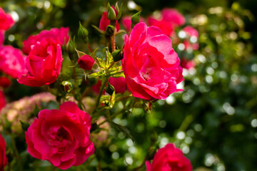 red tulips in garden