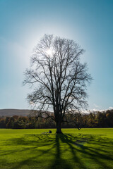 Fototapeta premium tree in the field