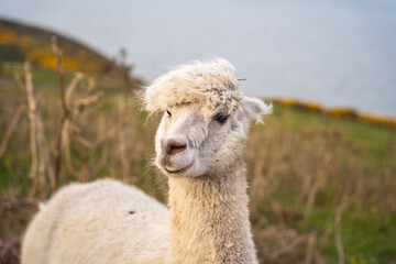 llama in the mountains