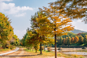 Gwanbangjerim autumn forest road in Damyang, Korea