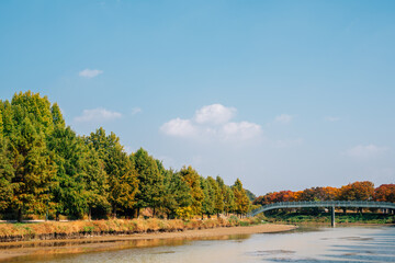 Fototapeta na wymiar Gwanbangjerim autumn forest and river in Damyang, Korea
