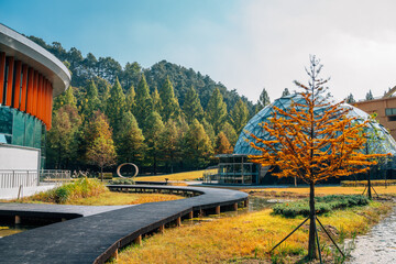 Metasequoia road at autumn in Damyang, Korea