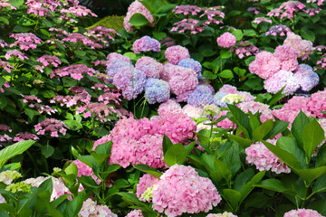 pink and white hydrangea flowers