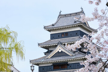長野県松本市街地に建つ、青空の下の満開の桜と松本城の天守閣
