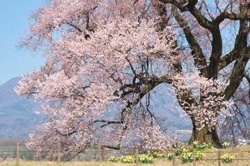  山梨県韮崎市のわに塚の満開の桜の青空