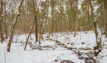 Forest covered by snow and ice 