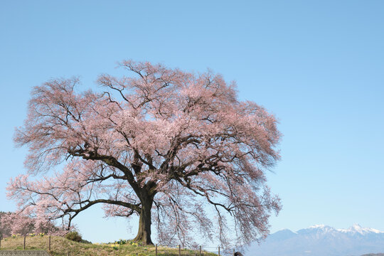  山梨県韮崎市の青空の下の、わに塚の満開の桜と八ヶ岳